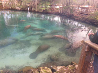 Illustration for article titled Here's What It Looks Like When 300 Manatees Gather In One Acre